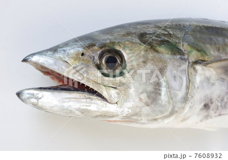 サワラ(鰆) 頭部俯瞰(口空き) サワラ(鰆) 頭部俯瞰(口空き) 7608932