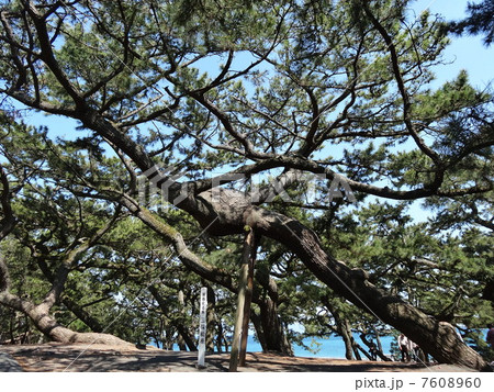 国指定名勝 三保松原 国指定名勝 三保松原 7608960