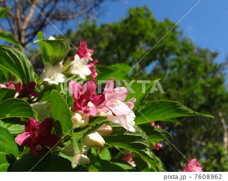 ハコネウツギ１ 7608962