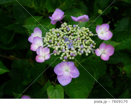 紫陽花　 7609170