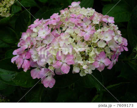 紫陽花　 7609173