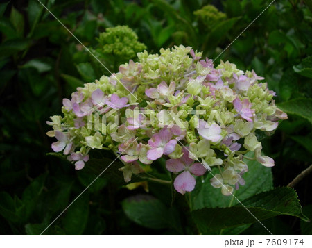 紫陽花　 7609174