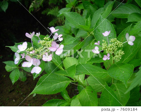 紫陽花 紫陽花 7609184