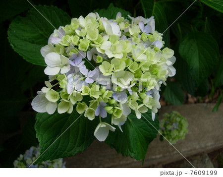 紫陽花　 7609199
