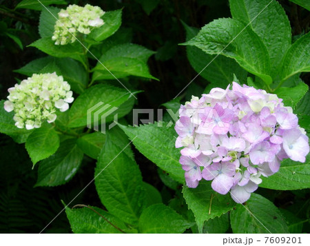 紫陽花 紫陽花 7609201