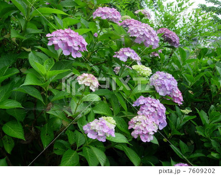 紫陽花　 7609202