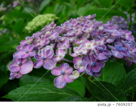 紫陽花　 7609207
