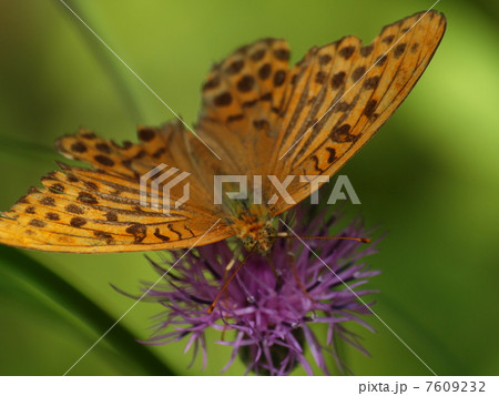 コヒョウモン　 7609232