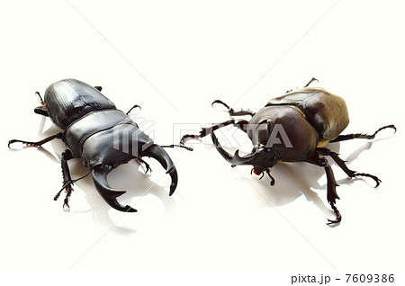 国産オオクワガタと国産カブト虫　白バック背景 7609386