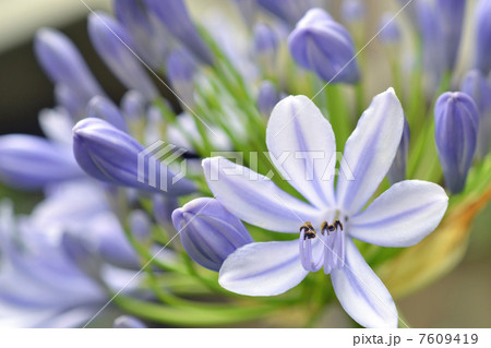 アガパンサス 7609419