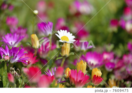 クリサンセマムと松葉菊 7609475
