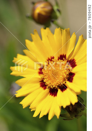 キンケイギク（金鶏菊） 7609492