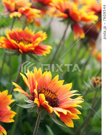 夏イメージ！テンニンギク（天人菊） 7609544