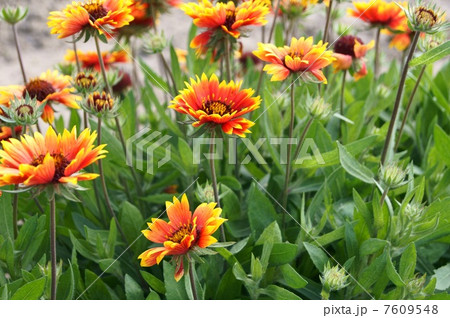 夏イメージ！テンニンギク（天人菊） 7609548