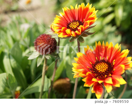 夏イメージ！テンニンギク（天人菊） 7609550