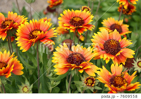 夏イメージ！テンニンギク（天人菊） 7609558