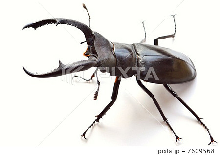 フタマタクワガタ最大最強のマンディブラリスフタマタクワガタ　白バック 7609568