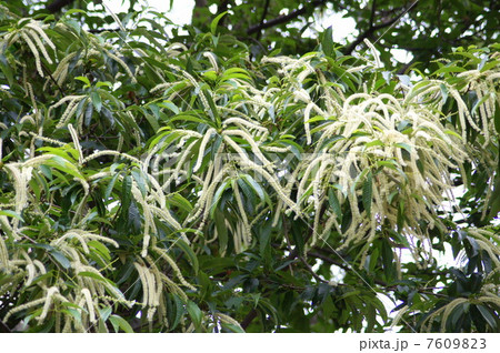 クリの花(初夏) クリの花(初夏) 7609823