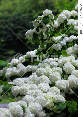 大でまり 7609872