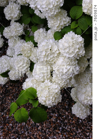 大でまり 7609874