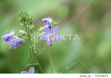 ハナシノブ ハナシノブ 7609895