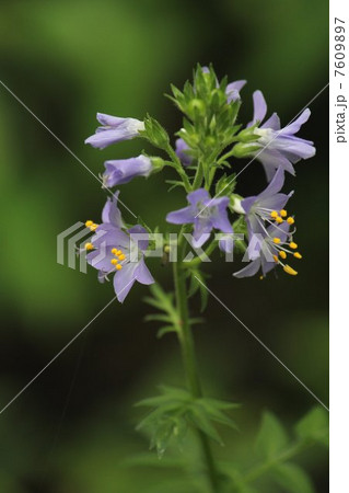 ハナシノブ 7609897