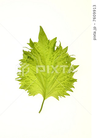 ワイルドな大葉 ワイルドな大葉 7609913