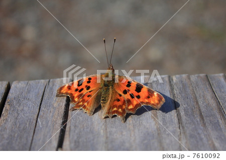 シータテハ シータテハ 7610092