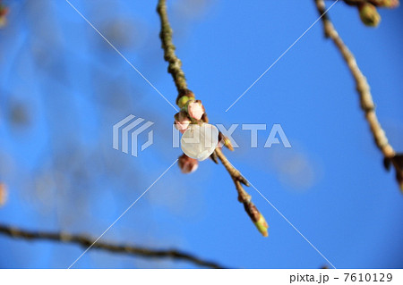 花　桜　3分咲 7610129