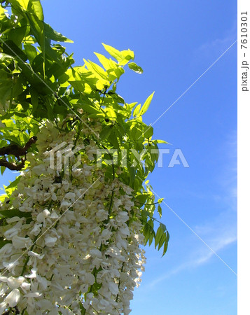 ノダフジ・イメージ(11) ノダフジ・イメージ(11) 7610301