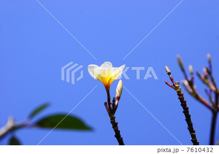6月花　熱帯植物プルメリア・キョウチクトウ科17 7610432