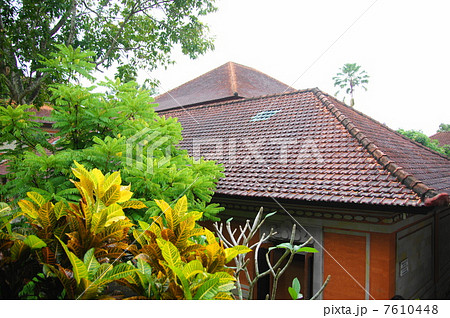 6月葉　熱帯植物クロトン・トウダイグサ科05 7610448