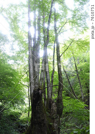 広島恐羅漢山の樹木の景色 7610751