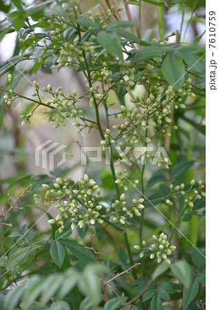 南天の花 南天の花 7610759