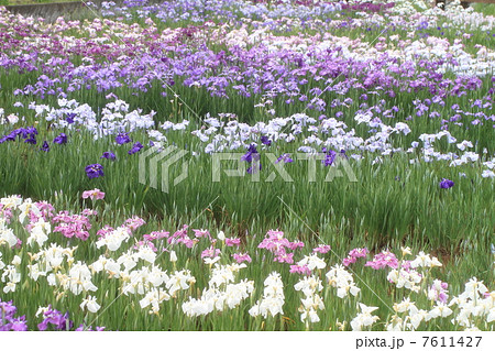 あやめ 7611427