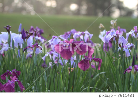 あやめ あやめ 7611431