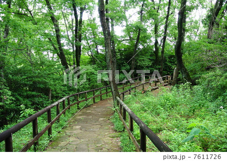 雨上がりの生田緑地 7611726