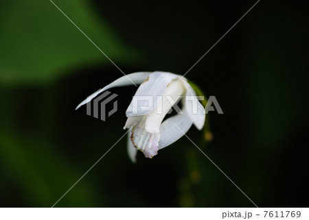 紫蘭　白色シラン 7611769