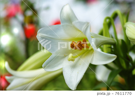 花　ユリ 7611770