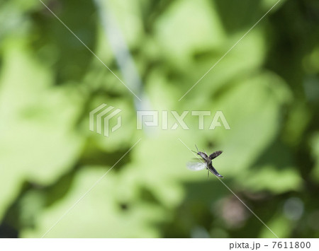 飛ぶ虫 7611800