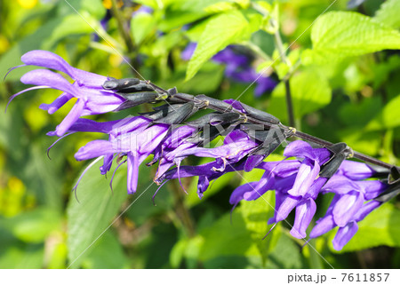 サルビア・ガラニティカ 7611857