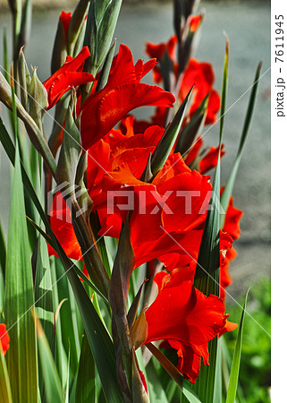 グラジオラス 7611945