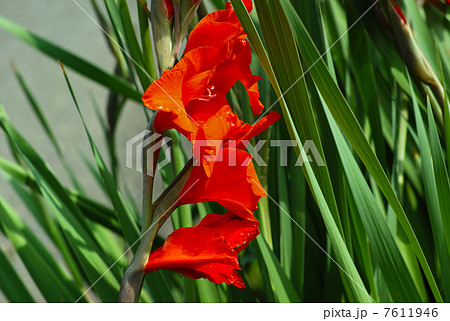 グラジオラス 7611946