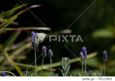 ラベンダーと蝶－黒バックグラウンド 7611962