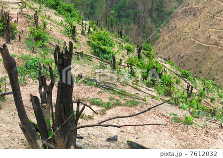 ラオスの焼畑 7612032