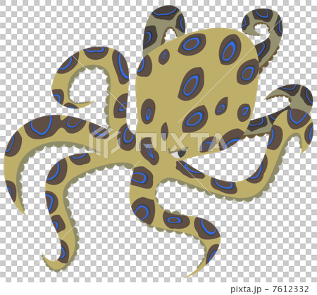 ヒョウモンダコ(生物) 7612332