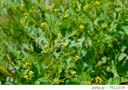 植物・スカシタゴボウ アブラナ科 植物・スカシタゴボウ アブラナ科 7612359