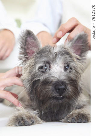 人に撫でられる犬 人に撫でられる犬 7612570