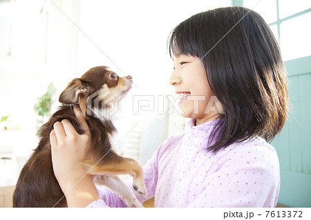 チワワを抱く笑顔の女の子 7613372