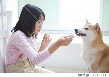 柴犬と歯磨きをする女の子 7613541